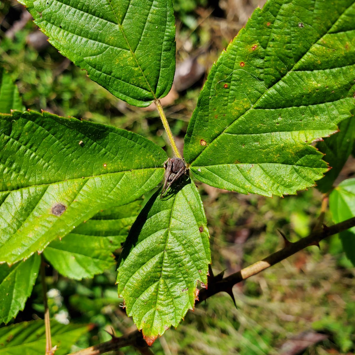 Cleansing the Rat's Nest: Cupboard 1